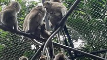Wild Mauritius South Tour