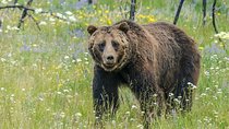 Yellowstone National Park Private Tour
