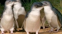 Private Tour of Phillip Island & Penguins with personal tour guide