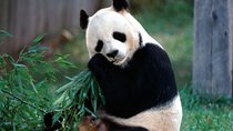 Private Half Day Tour to Beijing Panda House and Summer Palace