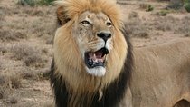 Addo Elephant National Park Tours from Port Elizabeth 