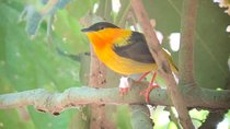 Carara National Park Tour