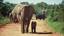 South Africa Cape Town , Big Five Safari Gateway Tour