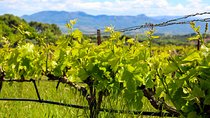 Aix-en-Provence - Mt Sainte Victoire wines in search of Cézanne
