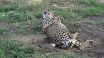 Limited time to Mikumi National Park - Day trip