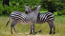 Mikumi Park Safari & Mt. Udzungwa Trekking - 4 Days.