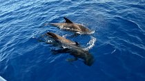 5 hrs. Watching and listening whales and dolphins visiting Los Gigantes