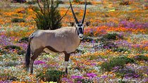 West Coast Wonders Full Day Tour with Private Transfer