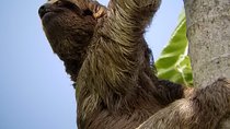 Manuel Antonio Park Nature Guided Tour