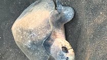 Nocturnal Turtles Watching 