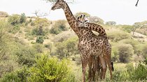 Day 1 Arusha – Lake Manyara National Park