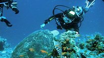Ras Mohammed Snorkeling Tour by Boat