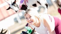 Goat and Alpaca Yoga in Arizona