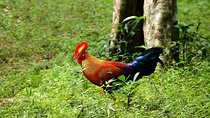 Day Tour to Wilpattu National Park from Bentota