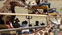 Experience our redwoods and wild Safari outdoor adventure 