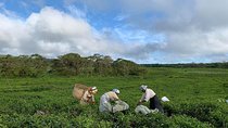 The Gorgeous South of Mauritius: Full-day tour incl Tea Factory & Crocodile park