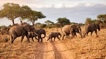 Tarangire Park Day Trip
