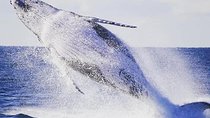 Whale Watching Sailing Experience in Sydney