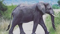 12 Days Uganda Wildlife tour with Chimpanzee and Gorillas