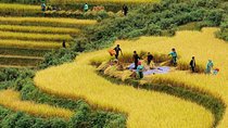 Trekking through Hoang Su Phi rice fields 4 days 3 nights