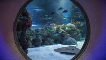Malaysia: Aquaria KLCC Entry Ticket