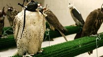 Falcon Hospital Tour