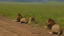 5 Days Budget Camping Safari To See Great Migration