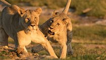 Kruger Park Safari 