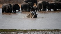 Chobe Day Trip - From Victoria Falls 