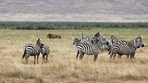  South Africa - Cape Town Best Of Aquila Safari Fullday Tour
