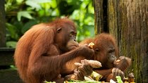Orang Utan Island and Perak Tong Cave From Kuala Lumpur