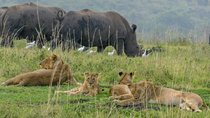 Masai Mara Safari: 2 Days Private Tour from Nairobi