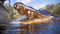 Private Everglades Airboat Tour with Pick up and Everglades Guide