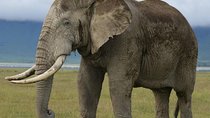 3 Days Tarangire , Ngorongoro Crater & Manyara From Zanzibar 