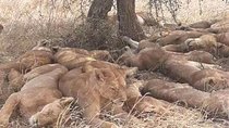 3 Days 2 Nights Safari to Mikumi National Parks by bus transfer