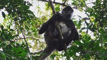 Wild Monkey Adventure (Private, Full Day)