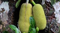 Spice Farm Tour -Half Day