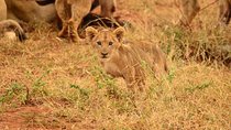 Full Day Lesedi Cultural Village and Mini Safari Tour
