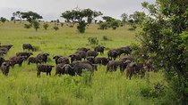 2 Days Saadani National Park From Zanzibar