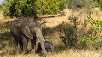 3 Days Selous Game Reserve Fly From Zanzibar