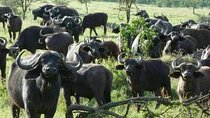 Ngorongoro, Manyara and Tarangire tour
