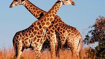 7 Days Best of Kenya Wildlife Safari on a 4x4 Land Cruiser Jeep