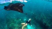 Nusa Penida Snorkeling & Kelingking Tour