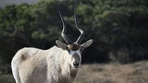 Souss Massa National Park Excursion – Wildlife & Safari Tour