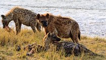 8-Day Sossusvlei, Swakop, Twyfelfontein & Etosha (Camping)