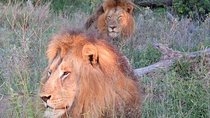 Cape Town Aquila Big 5 Safari