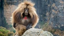 North Ethiopia Historic Route 14 Days Tour Package