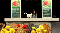 Half Day Private Chengdu City Highlights Tour By Metro