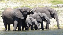 Chobe Safari Experience Day Trip - MINIMUM 4 PEOPLE