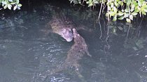 Black River Safari Private Tour 